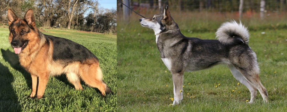 East Siberian Laika vs German Shepherd - Breed Comparison