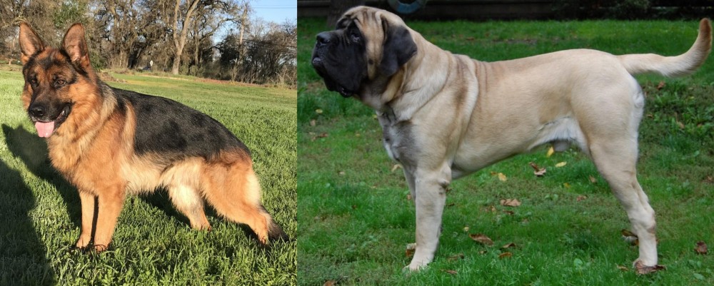English Mastiff vs German Shepherd - Breed Comparison