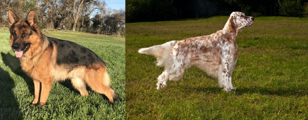 English Setter vs German Shepherd - Breed Comparison