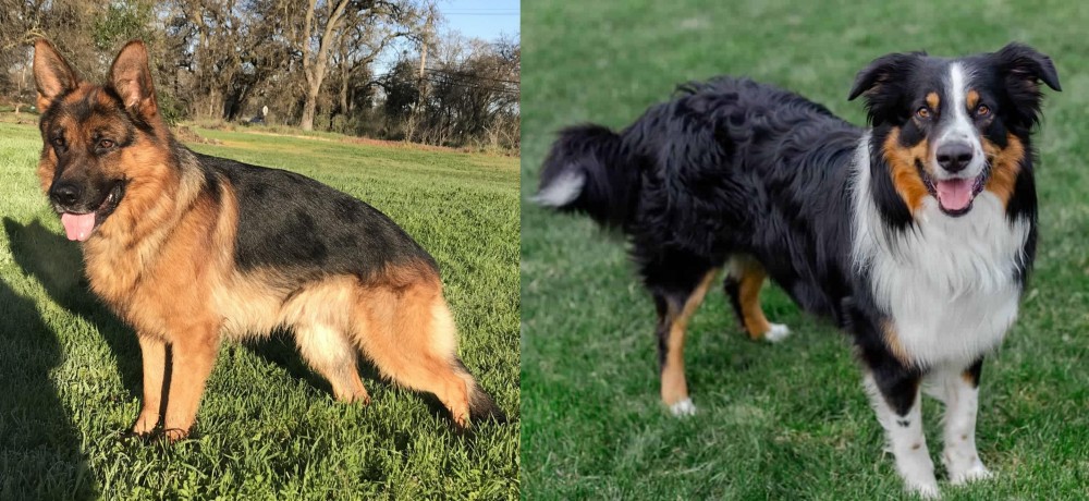English Shepherd vs German Shepherd - Breed Comparison