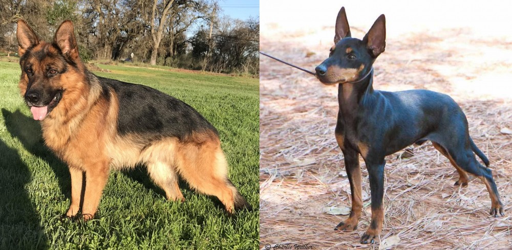English Toy Terrier (Black & Tan) vs German Shepherd - Breed Comparison