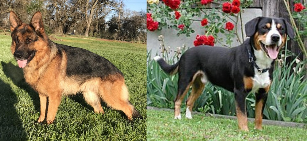 Entlebucher Mountain Dog vs German Shepherd - Breed Comparison