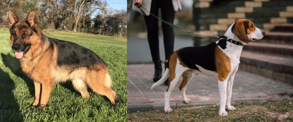 Estonian Hound vs German Shepherd - Breed Comparison
