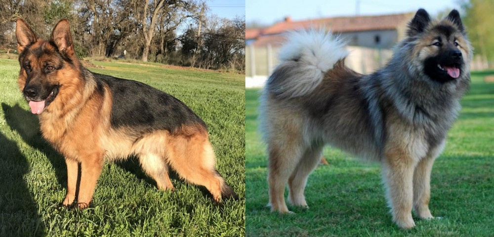 Eurasier vs German Shepherd - Breed Comparison