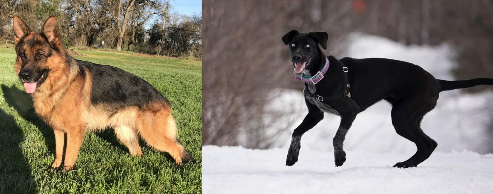 Eurohound vs German Shepherd - Breed Comparison