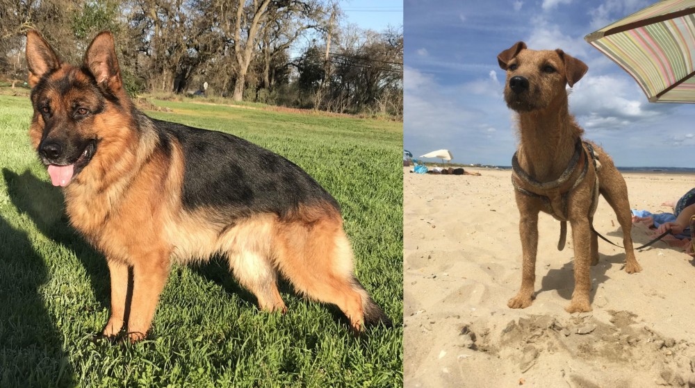 Fell Terrier vs German Shepherd - Breed Comparison