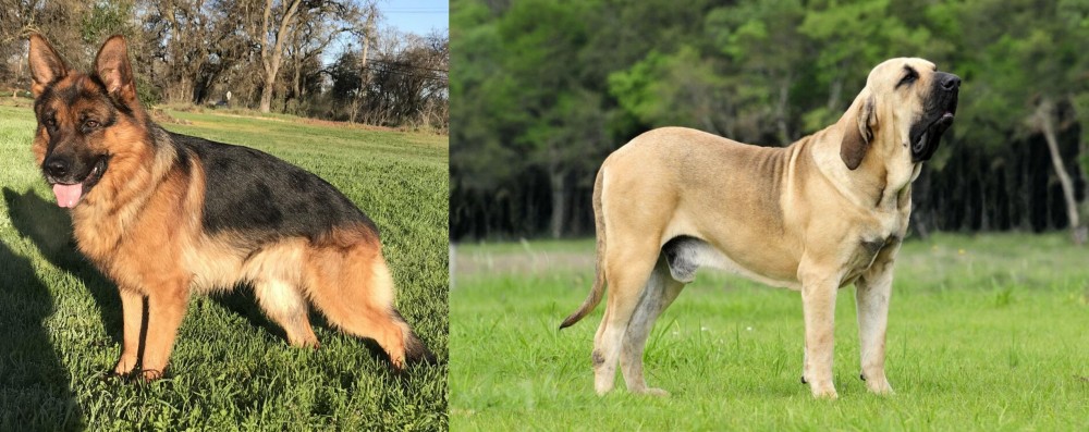 Fila Brasileiro vs German Shepherd - Breed Comparison