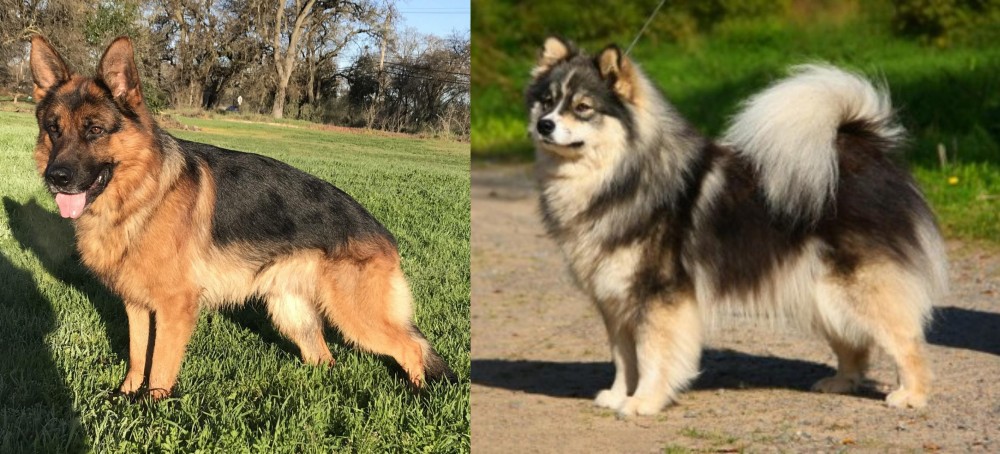Finnish Lapphund vs German Shepherd - Breed Comparison