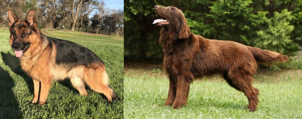 Flat-Coated Retriever vs German Shepherd - Breed Comparison
