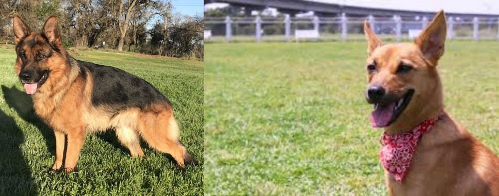 Formosan Mountain Dog vs German Shepherd - Breed Comparison