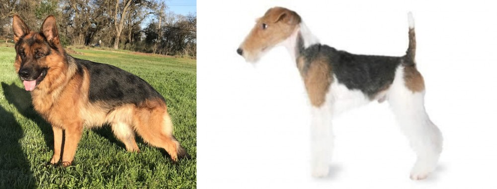 Fox Terrier vs German Shepherd - Breed Comparison