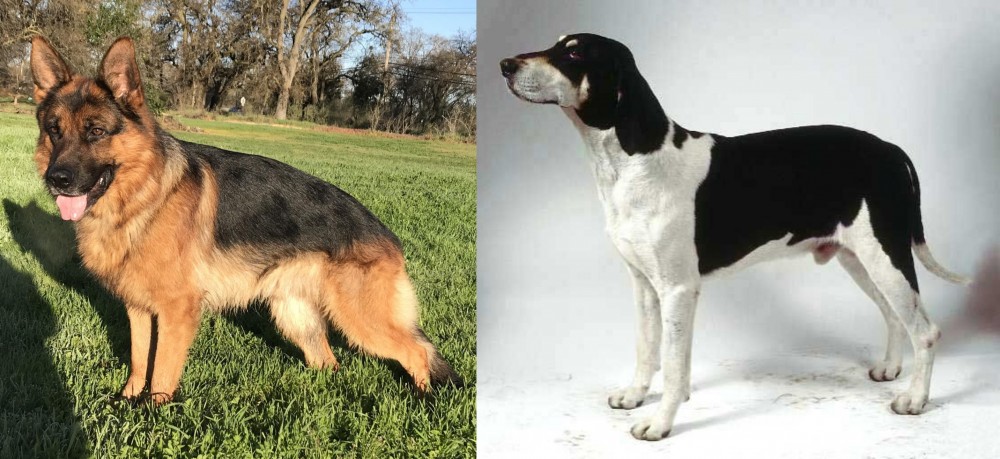 Francais Blanc et Noir vs German Shepherd - Breed Comparison