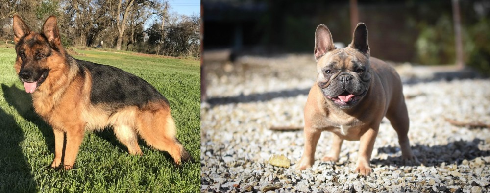 French Bulldog vs German Shepherd - Breed Comparison
