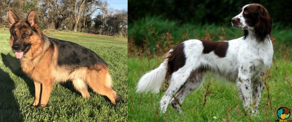 French Spaniel vs German Shepherd - Breed Comparison