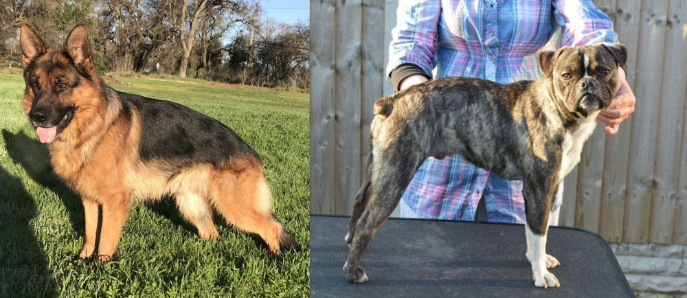 Fruggle vs German Shepherd - Breed Comparison