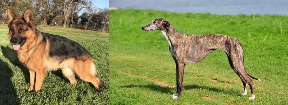 Galgo Espanol vs German Shepherd - Breed Comparison