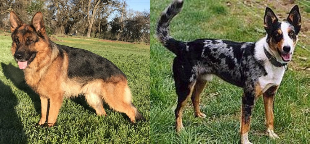 German Coolie vs German Shepherd - Breed Comparison