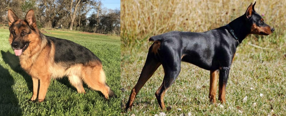 German Pinscher vs German Shepherd - Breed Comparison