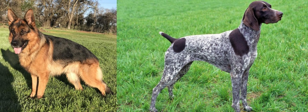 German Shorthaired Pointer vs German Shepherd - Breed Comparison