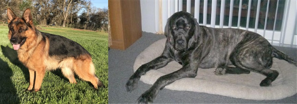 Giant Maso Mastiff vs German Shepherd - Breed Comparison