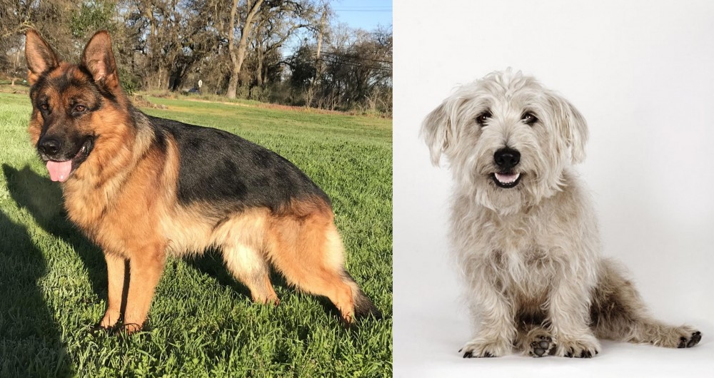 Glen of Imaal Terrier vs German Shepherd - Breed Comparison