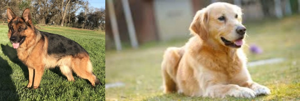 Goldador vs German Shepherd - Breed Comparison