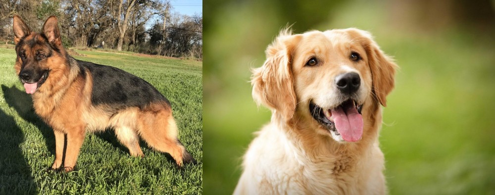 Golden Retriever vs German Shepherd - Breed Comparison