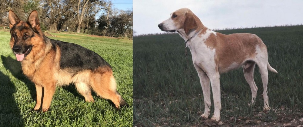 Grand Anglo-Francais Blanc et Orange vs German Shepherd - Breed Comparison