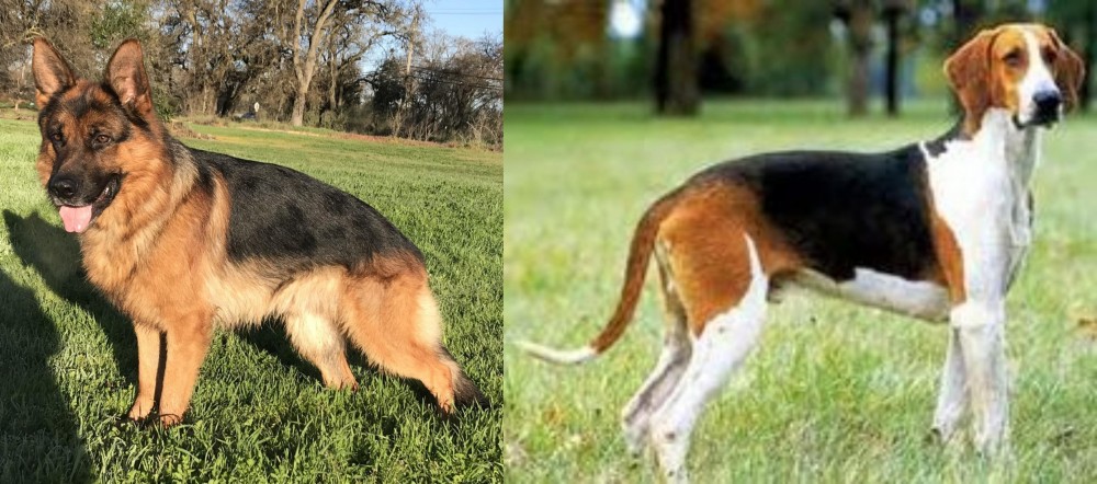 Grand Anglo-Francais Tricolore vs German Shepherd - Breed Comparison