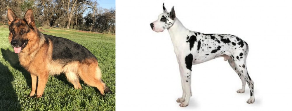 Great Dane vs German Shepherd - Breed Comparison