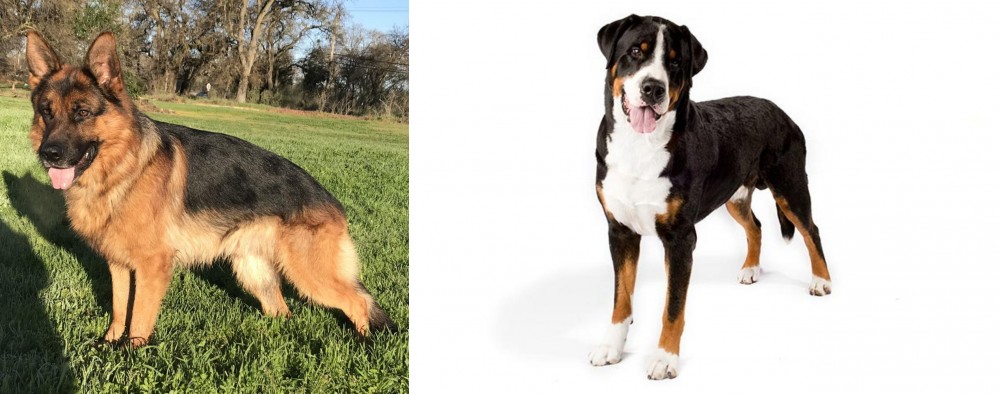 Greater Swiss Mountain Dog vs German Shepherd - Breed Comparison