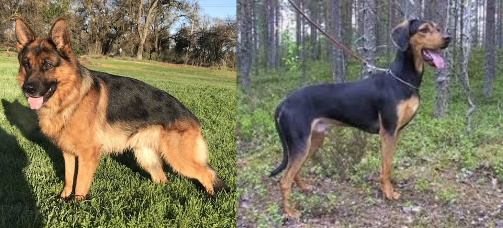 Greek Harehound vs German Shepherd - Breed Comparison