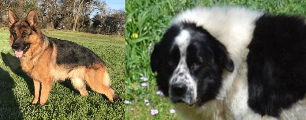 Greek Sheepdog vs German Shepherd - Breed Comparison