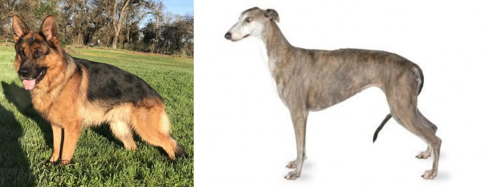 Greyhound vs German Shepherd - Breed Comparison