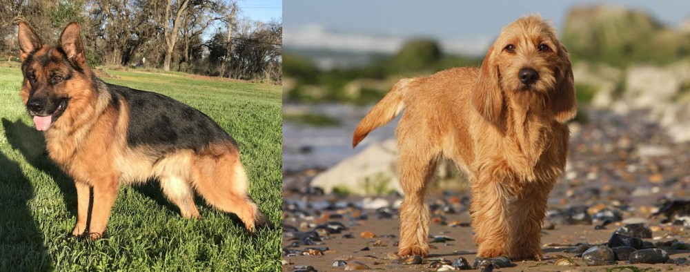 Griffon Fauve de Bretagne vs German Shepherd - Breed Comparison