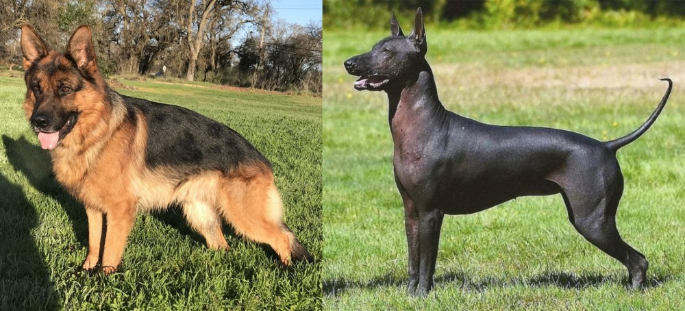 Hairless Khala vs German Shepherd - Breed Comparison