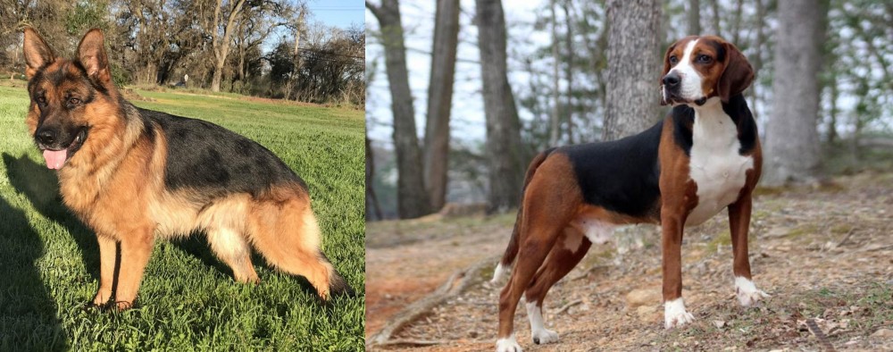 Hamiltonstovare vs German Shepherd - Breed Comparison