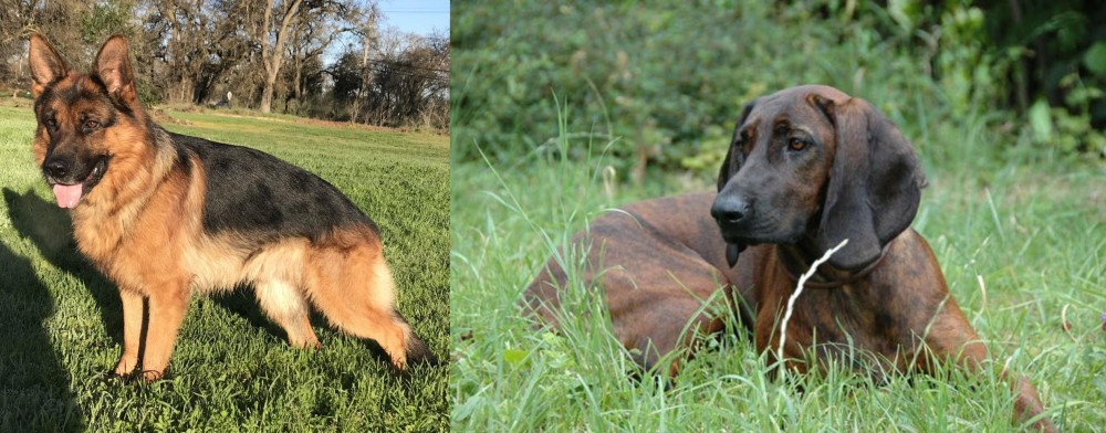 Hanover Hound vs German Shepherd - Breed Comparison