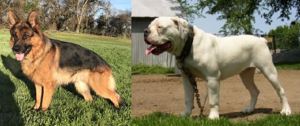 Hermes Bulldogge vs German Shepherd - Breed Comparison
