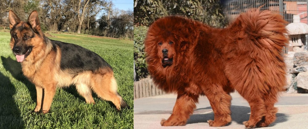 Himalayan Mastiff vs German Shepherd - Breed Comparison