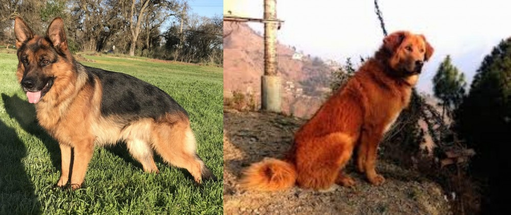Himalayan Sheepdog vs German Shepherd - Breed Comparison