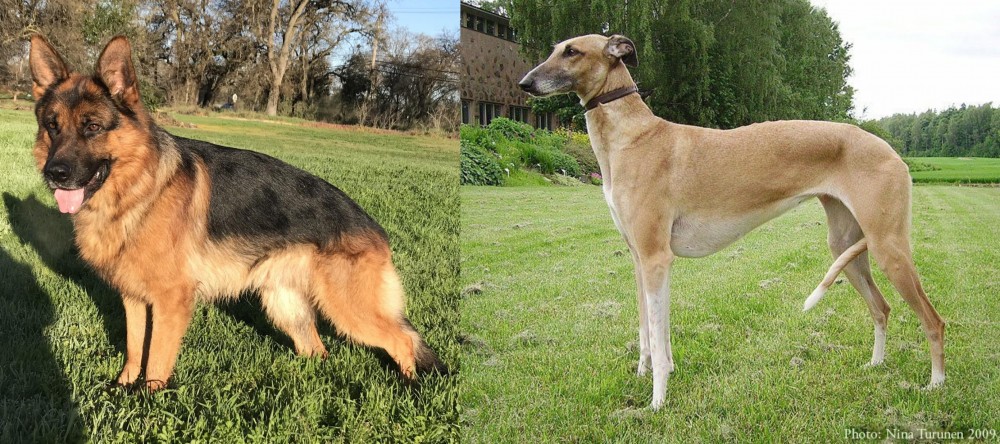 Hortaya Borzaya vs German Shepherd - Breed Comparison