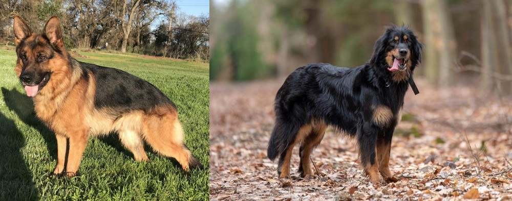 Hovawart vs German Shepherd - Breed Comparison