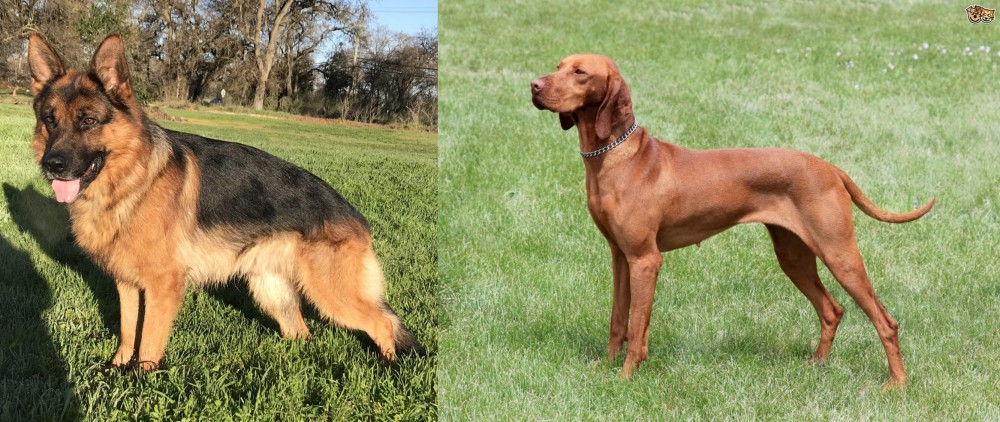 Hungarian Vizsla vs German Shepherd - Breed Comparison