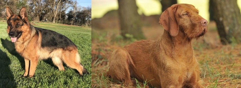 Hungarian Wirehaired Vizsla vs German Shepherd - Breed Comparison
