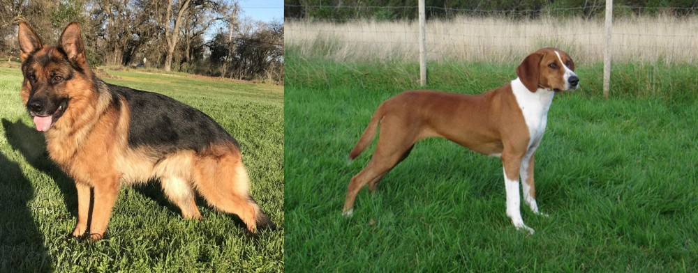 Hygenhund vs German Shepherd - Breed Comparison
