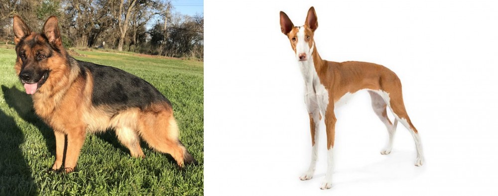 Ibizan Hound vs German Shepherd - Breed Comparison