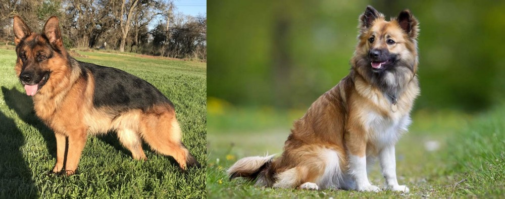 Icelandic Sheepdog vs German Shepherd - Breed Comparison