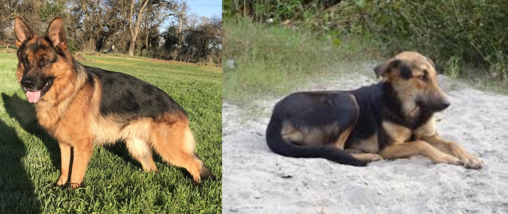 Indian Pariah Dog vs German Shepherd - Breed Comparison
