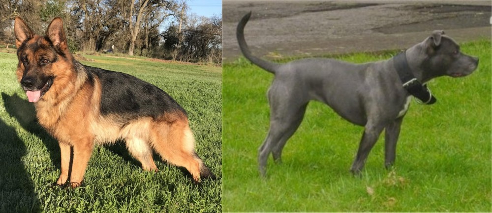 Irish Bull Terrier vs German Shepherd - Breed Comparison